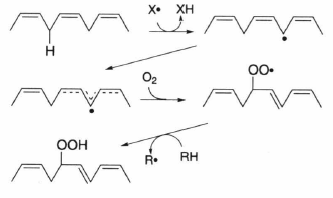 oxidation of lipid.png