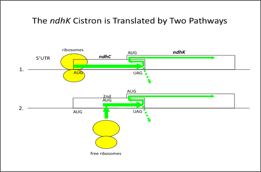 ndhC-ndhK mRNA鋳型