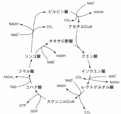 4-ホルミルベンゼンスルホン酸デヒドロゲナーゼ