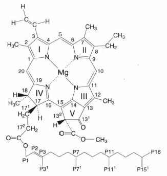 chlorophyll a.png