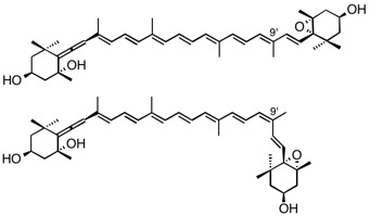 234 neoxanthin.jpg