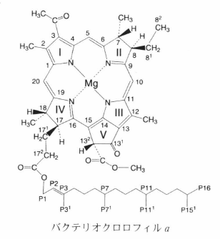 bacteriochlorophyll a.png