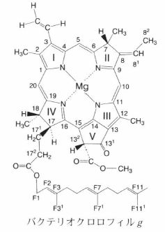 bacteriochlorophyll g.png