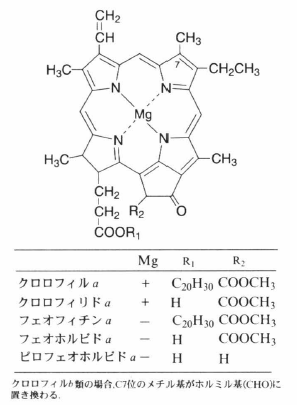 pheophorbide a.png