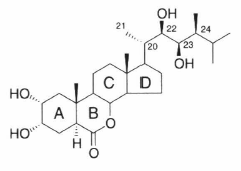 brassinosteroid.png