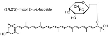 193 myxol-F.jpg