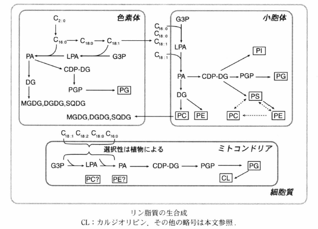 biosynthesis of phospholipid.png