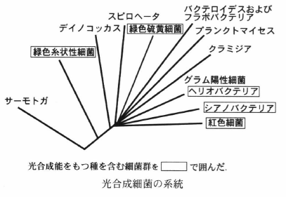 phytogeny of bacteria.png