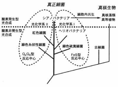 phylogenetic relationship.png