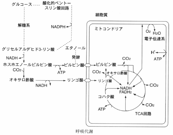 呼吸 光合成事典