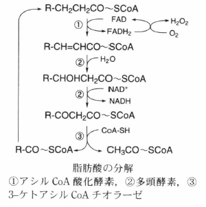 degradation of fatty acid.png