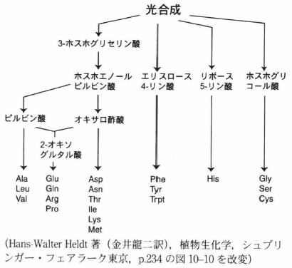 amino acid synthesis.png