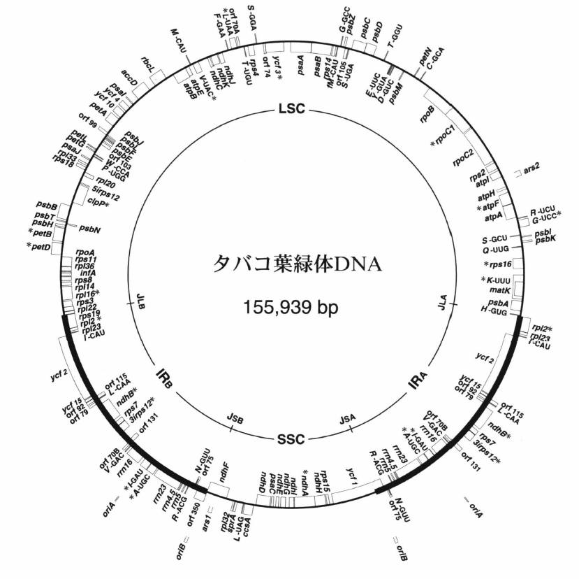 chloroplast genome.png