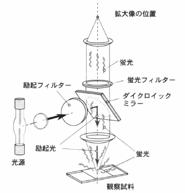 原理 蛍光 顕微鏡