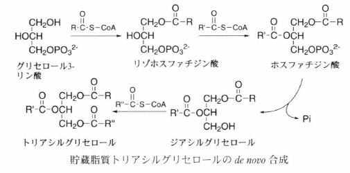 貯蔵脂質の生合成 光合成事典