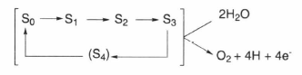 S-state model-2.png