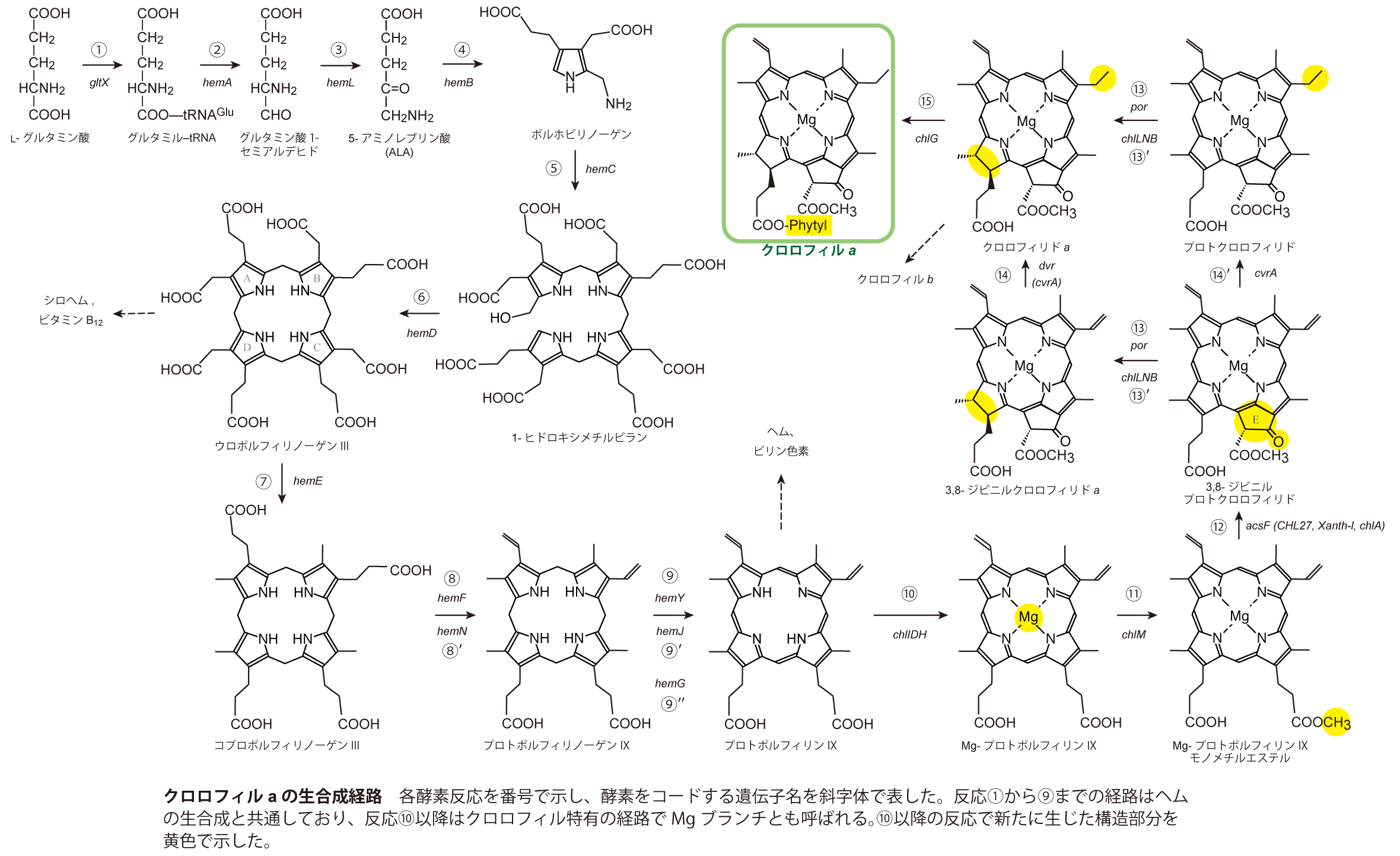 クロロフィルaの生合成