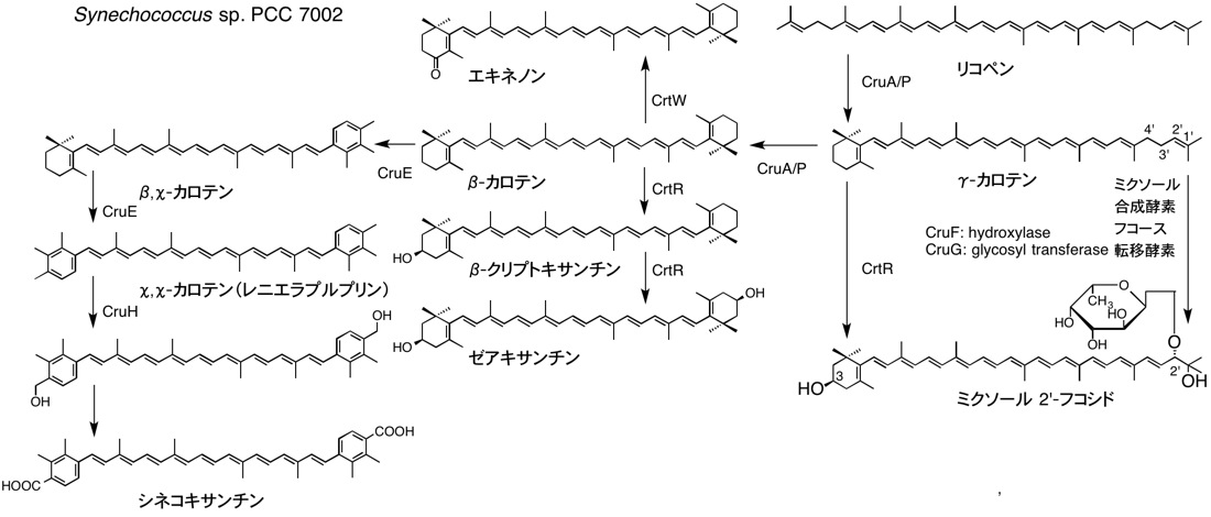 カロテノイドの生合成