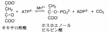 ホスホエノールピルビン酸カルボキシキナーゼ 光合成事典