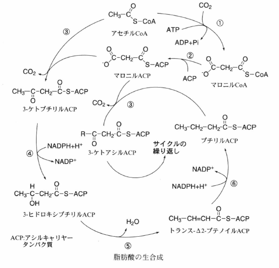 脂肪酸の生合成