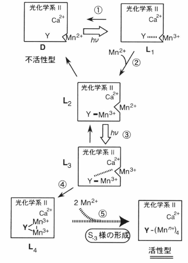 光活性化反応