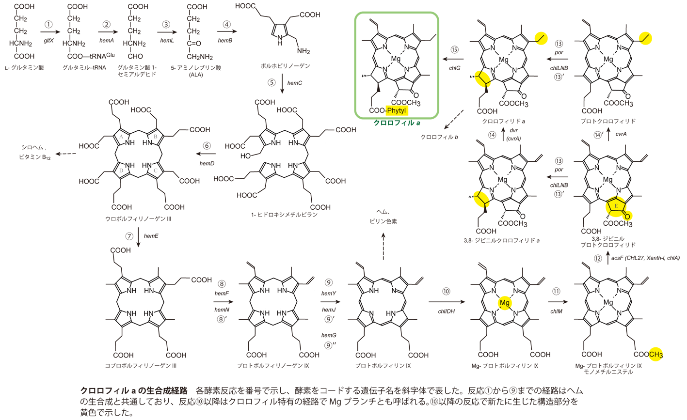 クロロフィルa生合成図hr2.png