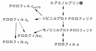chl c biosynthesis.png
