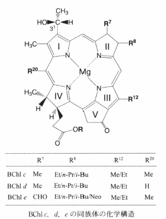 bacteriochlorophyll e-1.png