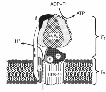 ATP synthase.png