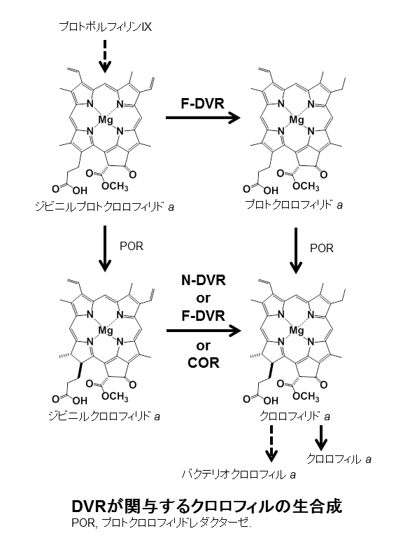 リブロース1,5-ビスリン酸カルボキシラーゼ/オキシゲナーゼ