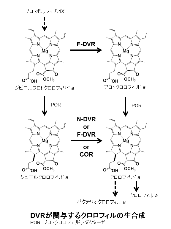 ジビニル(プロト)クロロフィリドレダクターゼ