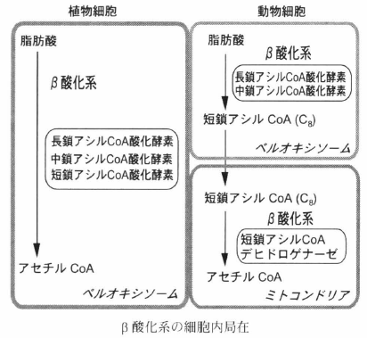 b-oxidation-1.png