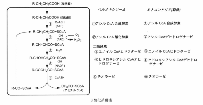 b-oxidation-2.png