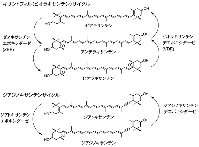 xanthophyll cycle.jpg