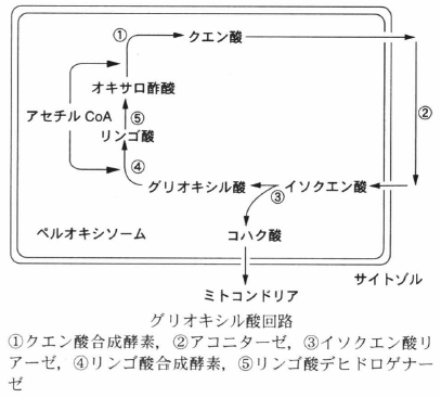 glyoxylate cycle.png