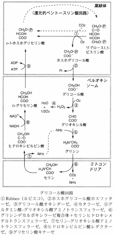 glycolate cycle.png