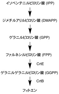 phytoene biosynthesis.jpg