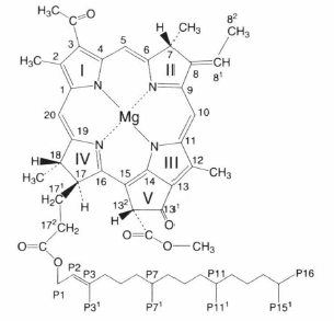 bacteriochlorophyll b.png