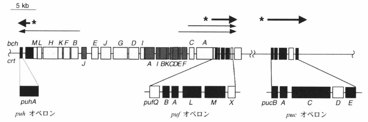 puf operon.png