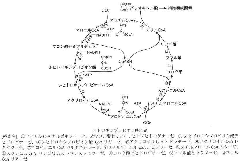 ヒドロキシプロピオン酸回路 光合成事典