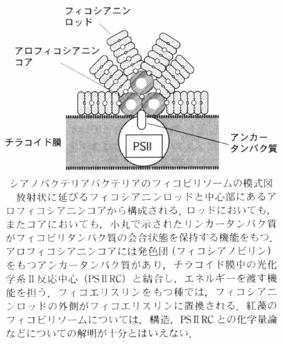 phycobilisome.png