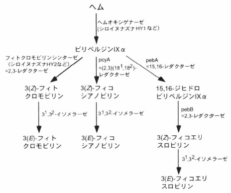 phycobilin biosynthesis.png