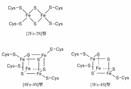 ferredoxin.png