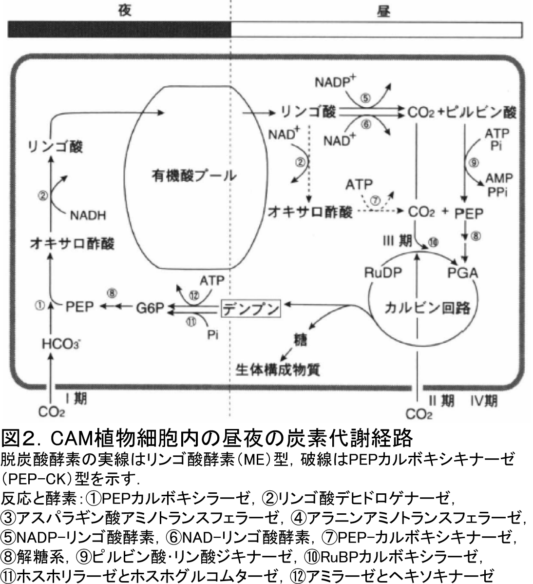 CAM path (Ph 1-4).png