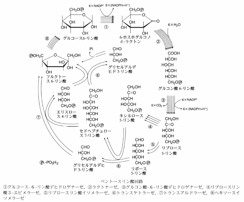 pentose pathway.png