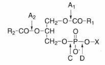 phospholipase.png