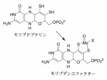 molybdopterin.png