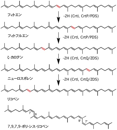 lycopene biosynthesis.jpg