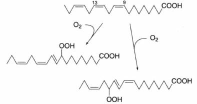 lipoxygenase.png