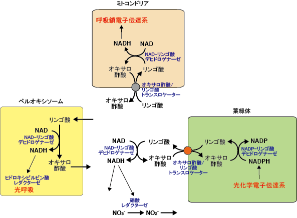 リンゴ酸 オキサロ酢酸シャトル 光合成事典